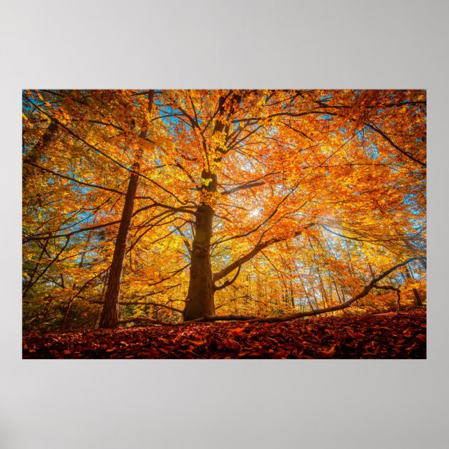 Beautiful Autumn Forest  Poster (Front)