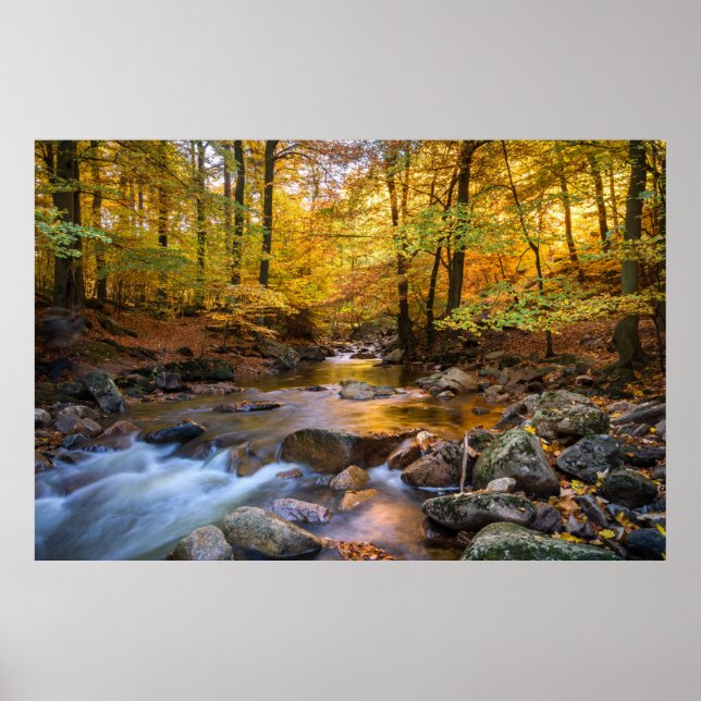 Beautiful Autumn Forest  Poster (Front)