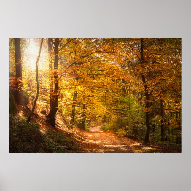 Beautiful Autumn Forest Poster (Front)