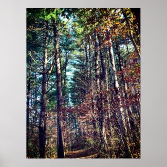 Beautiful Autumn Pine Trees