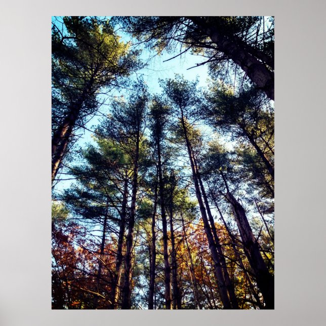 Beautiful Autumn Pine Trees Poster (Front)