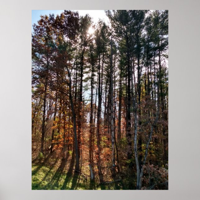 Beautiful Autumn Pine Trees Poster (Front)