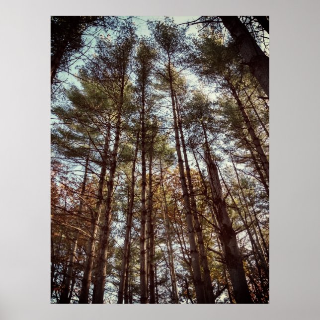 Beautiful Autumn Pine Trees Poster (Front)