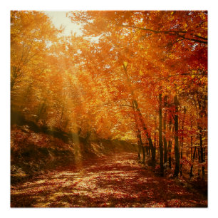 Beautiful autumn poster