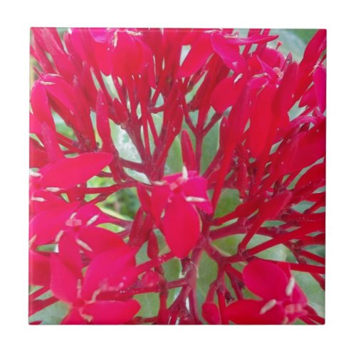 Beautiful Awesome Red flowers Tile