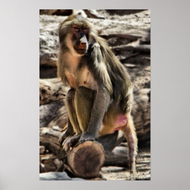 beautiful baboon print (Front)