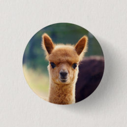 Beautiful Baby Alpaca Buttons