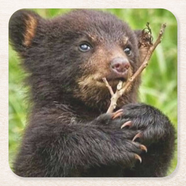 Beautiful Baby Bear Square Paper Coaster (Front)