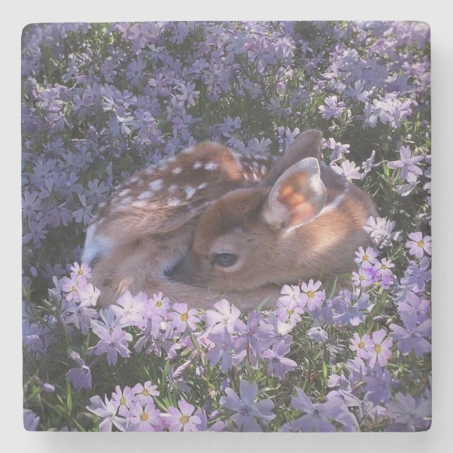 Beautiful Baby Deer Stone Coaster (Front)