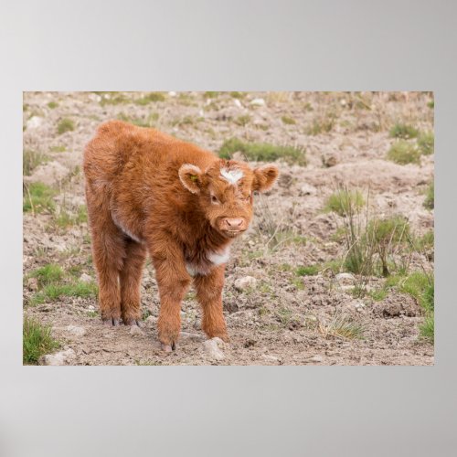 Beautiful baby Scottish Highland cow Poster