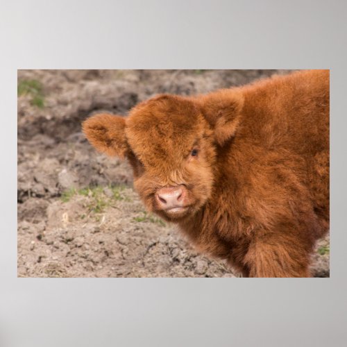 Beautiful baby Scottish Highland cow Poster