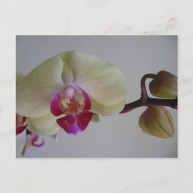 Beautiful Baby Yellow Orchids Postcard (Front)