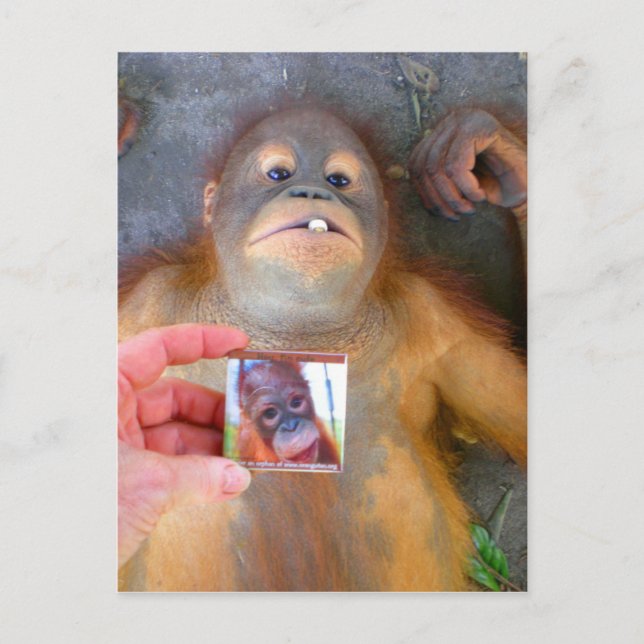 Beautiful Baby Zazzle Fan Postcard (Front)