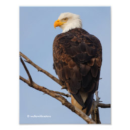 Beautiful Bald Eagle in a Tree Photo Print