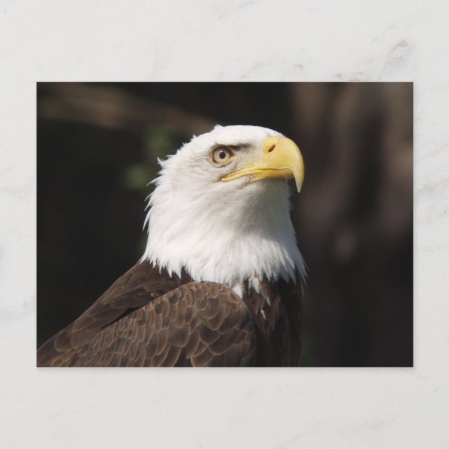 Beautiful Bald Eagle... Postcard (Front)