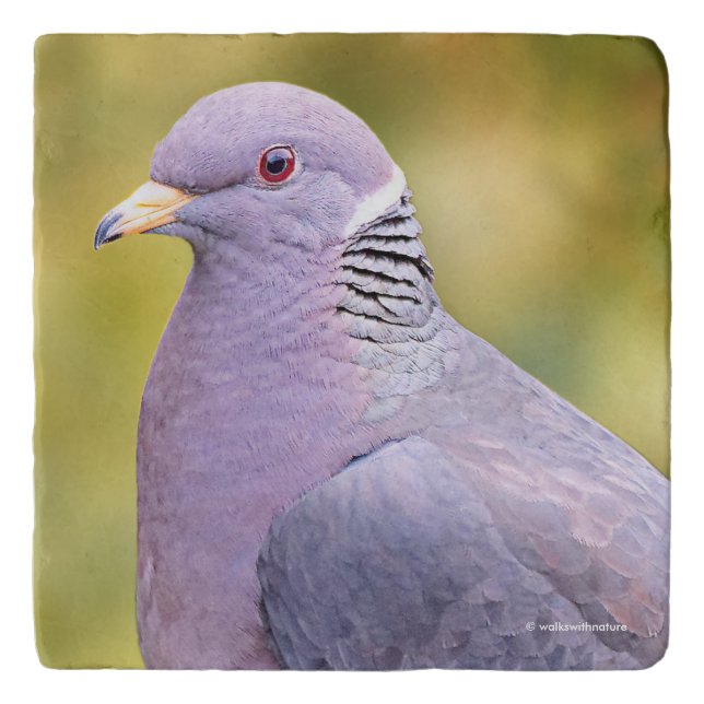 Beautiful Band-Tailed Pigeon in My Backyard Trivet (Front)