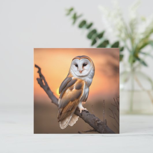 Beautiful Barn Owl (Standing Front)