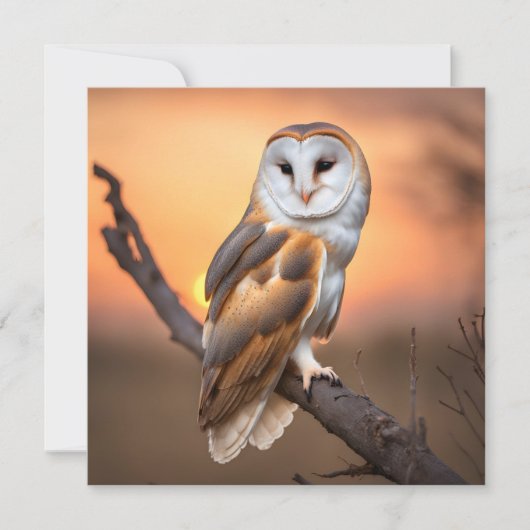 Beautiful Barn Owl (Front)