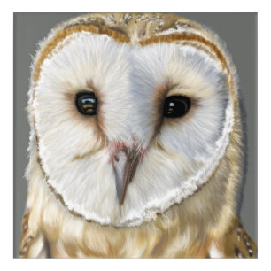 Beautiful Barn Owl Acrylic Print