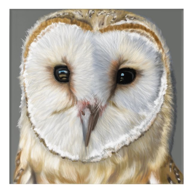Beautiful Barn Owl Acrylic Print (Front)