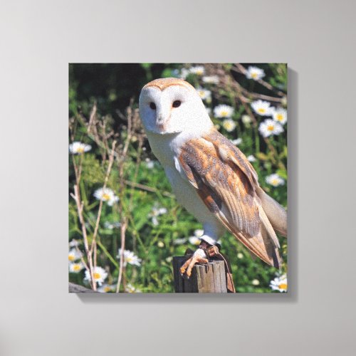 Beautiful barn owl canvas print