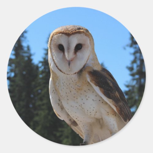 Beautiful Barn Owl Photo with Blue Sky and Trees Classic Round Sticker