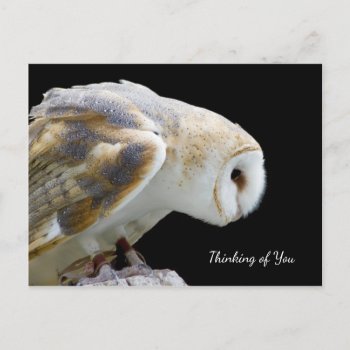 Beautiful Barn Owl Photograph Thinking Of You Postcard by PhotographyTKDesigns at Zazzle