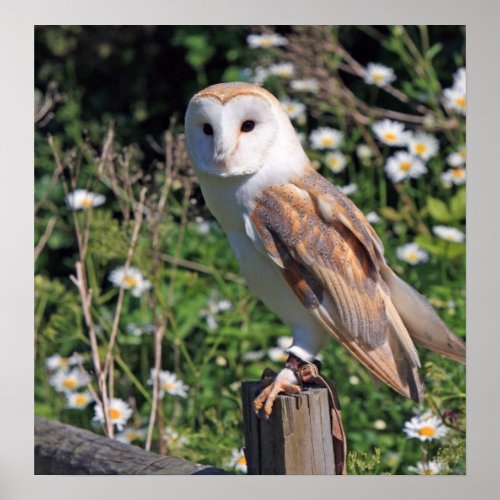 Beautiful barn owl poster