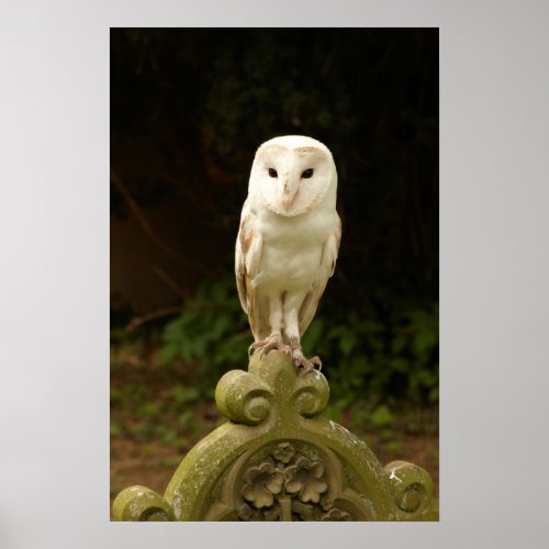 Beautiful Barn Owl PosterPrint Poster