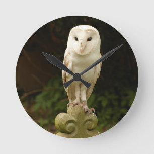 Beautiful Barn Owl Wall Clock