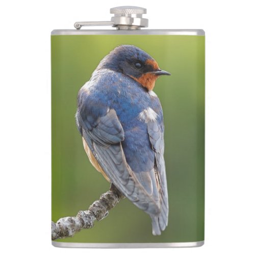 Beautiful Barn Swallow on a Branch Flask