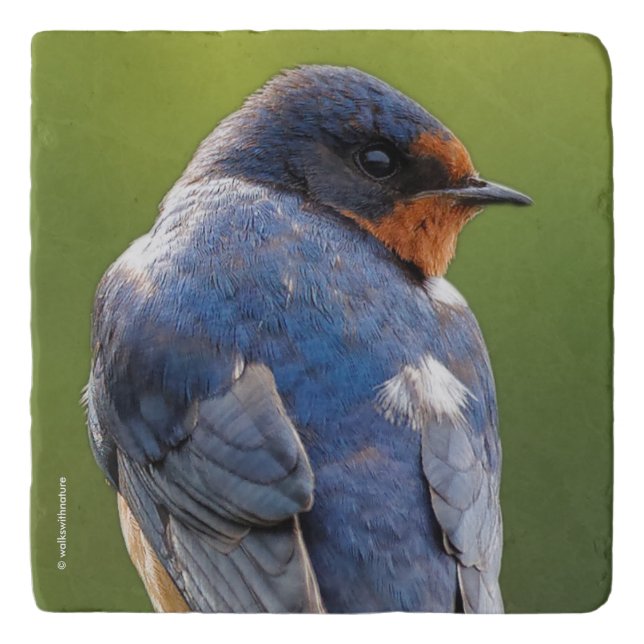 Beautiful Barn Swallow Trivet (Front)