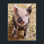 Beautiful Barnyard Scenery Postcard<br><div class="desc">Postcard Horizontal Template</div>