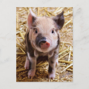 Beautiful Barnyard Scenery Postcard