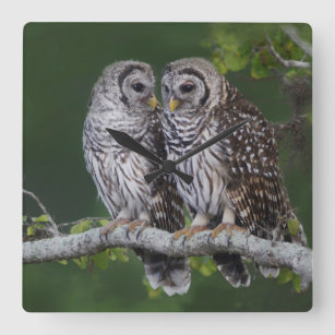 Beautiful Barred Owls Wildlife Wall Clock