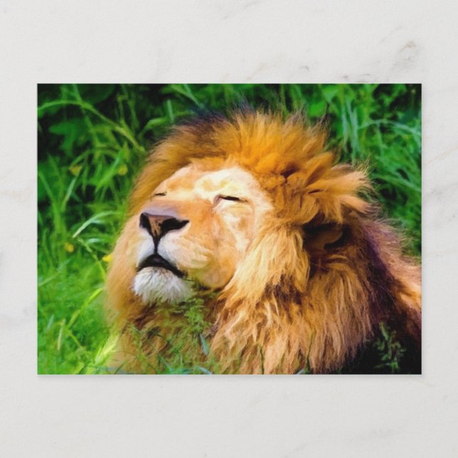 Beautiful Basking Male Lion African Wildlife Postcard (Front)