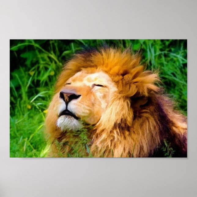 Beautiful Basking Male Lion African Wildlife Poster (Front)