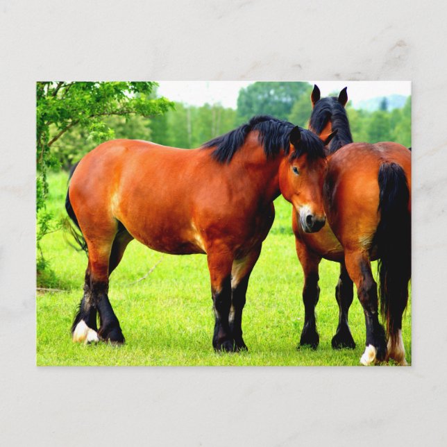 Beautiful Bay Draft Horses In Lush Green Meadow Postcard (Front)