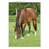 Beautiful bay horse (Front)