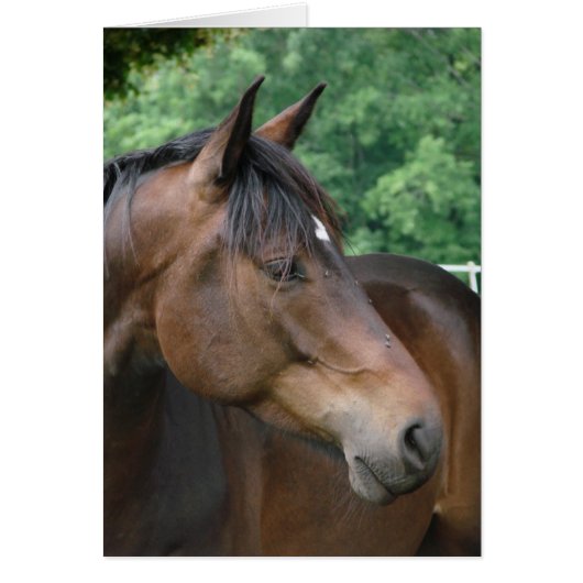Beautiful Bay Horse Cards (Front)