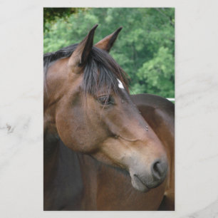 Beautiful Bay Horse Stationery