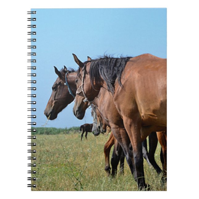 Beautiful Bay Horses Notebook (Front)
