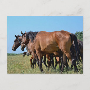 Beautiful Bay Horses Postcard