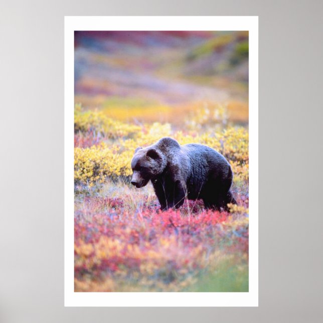 Beautiful Bear in Spring Flowers Print (Front)