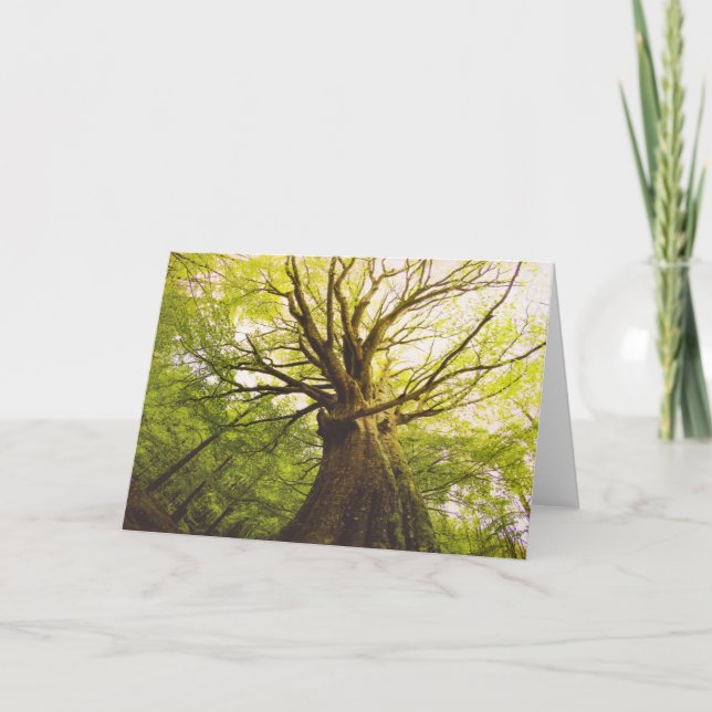 Beautiful Beech Tree Card (Front)