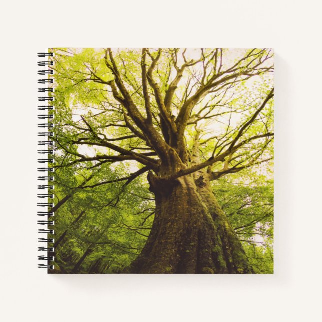 Beautiful Beech Tree Notebook (Front)