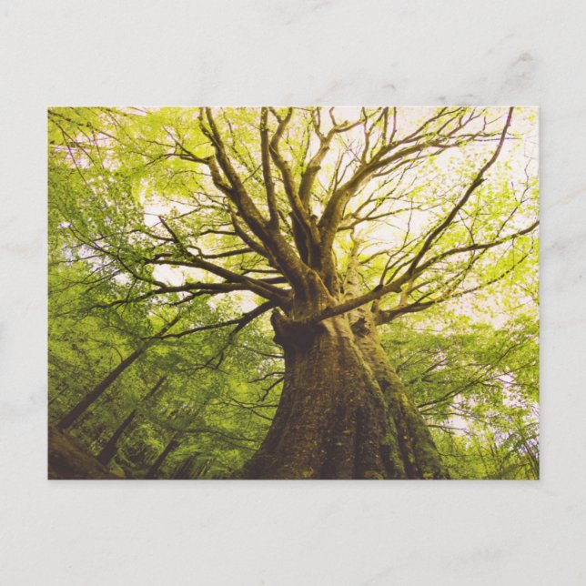 Beautiful Beech Tree Postcard (Front)
