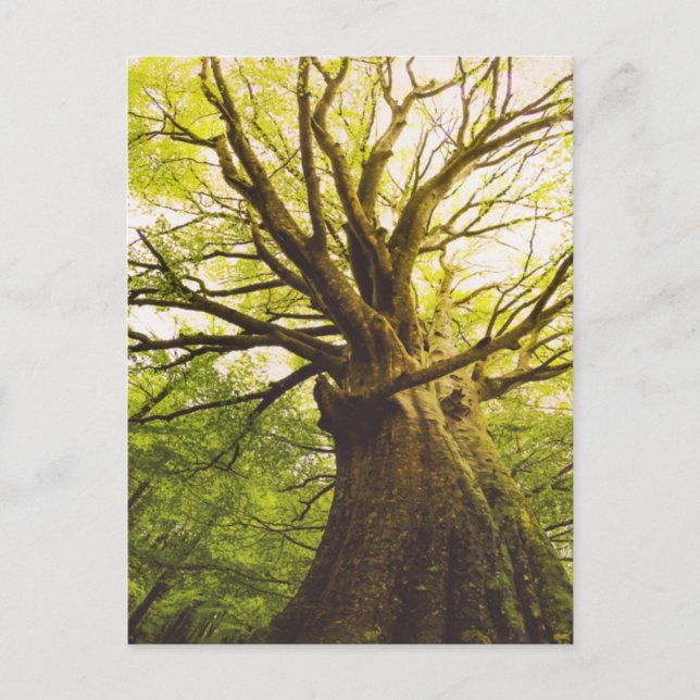 Beautiful Beech Tree Postcard (Front)