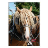 Beautiful Belgian (Front)