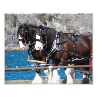 Beautiful Belgian Harness Working Horses Photo Print